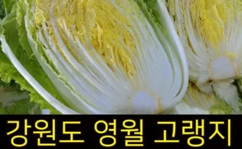 절임배추20kg 추천 재구매율이 높은 상품 순위 가격비교 정리